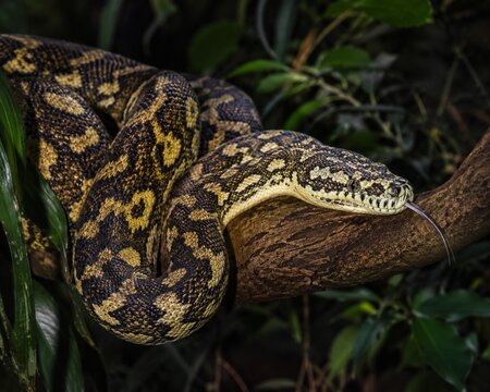 A carpet python in a tree