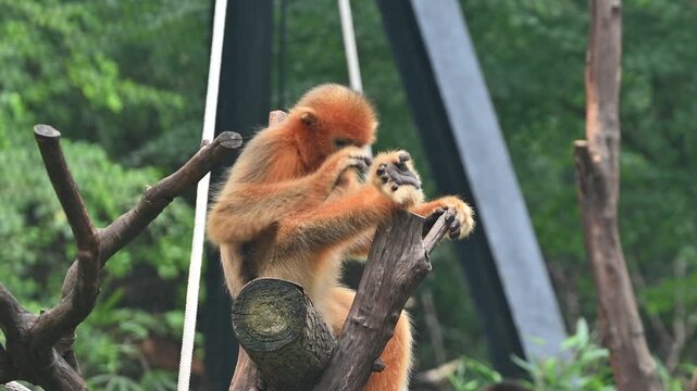 A golden snub-nosed monkey sit on a tree branch, picking through its fur to search for tiny salt crystals in the zoo