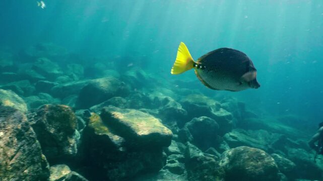 Yellowtail surgeonfish swimming past a scuba diver