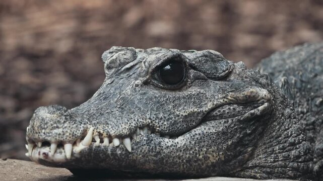 Crocodile Extreme Close-Up Mouth Open Teeth Visible Resting