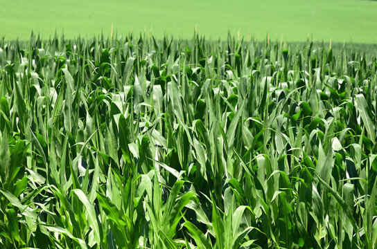A massive sea of corn extends to the horizon as it enveopes an agricultural field on a large farm. The scene is an often repeated one in states such as Illinois in the Midwestern United States.