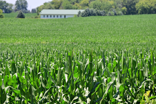 A sea of corn provides an expansive foreground to a shed resting beyond the abundantly filled agricultiral field. The scene is an often repeated one in the Midwestern United States.