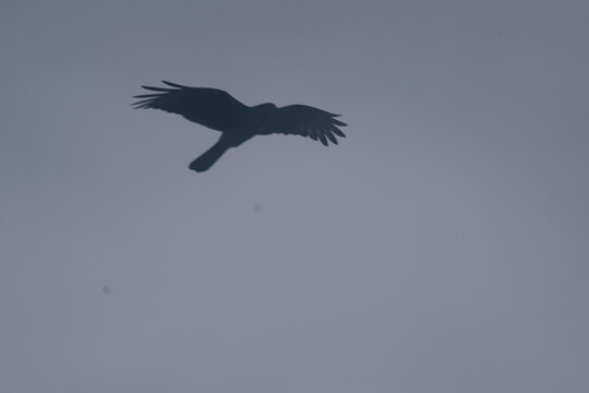 Chimango caracara silhouette flying in the blue sky