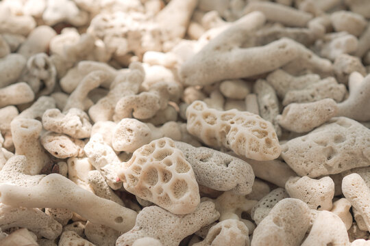 coral, bleached, white, reef, beach, texture, ocean, macro shot of dead coral fragments on a tropical shore representing marine ecology and environmental climate change impact.