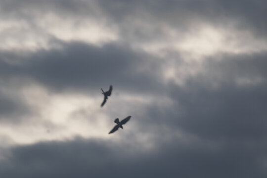 Falcon bird couple flying in the sky , in Argentina