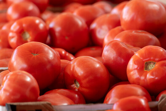 A harvest of large, fresh organic tomatoes stockpiled in a crop bunch for sale at a farmers' market. The raw tomatoes are stacked, exposing the bright red color of the vegetables with smooth, shiny sk