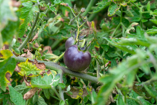 Multiple small black cherry tomatoes on a grey vine. The plant has green, bladed leaves. The dark heirloom cherry tomatoes have smooth outer skins. The vegetable plants are growing in a greenhouse.