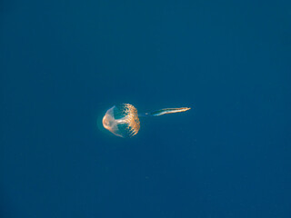 Haeckel’s Jellyfish (Pseudorhiza Haeckeli) In Blue Sea © david hutchinson
