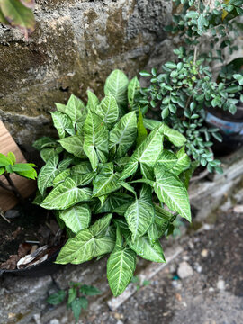 Syngonium podophyllum, commonly known as the Arrowhead Plant or Arrowhead vine, an ornamental plant with striking arrow-shaped leaves and bright white-green vein patterns grows in a garden setting.
