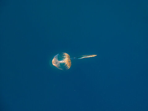 Haeckel&rsquo;s Jellyfish (Pseudorhiza Haeckeli) In Blue Sea
