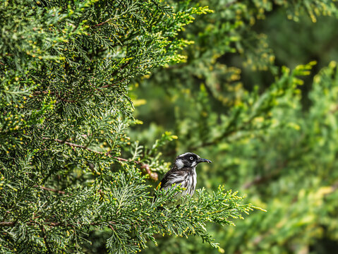  New Holland Honeyeater Peering Out Of Bush