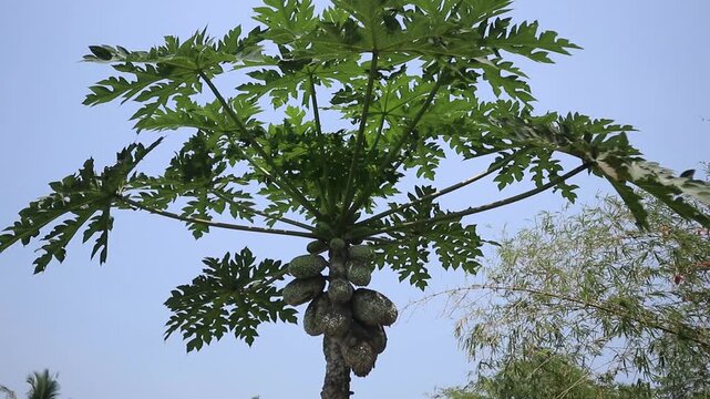 Papaya eaten by pests on a tree.