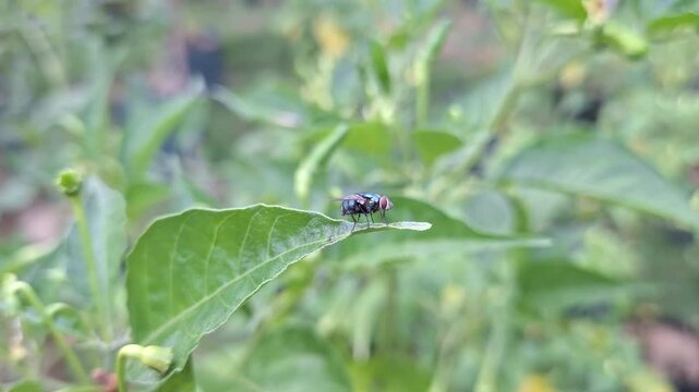 Macro close up of common green bottle fly (Lucilia sericata) perched on fresh green leaf of chili plant in sunny outdoor garden during morning