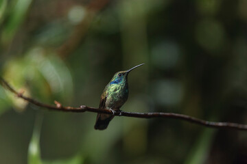 Naklejka premium Hummingbird perching on branch in lush forest