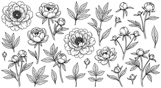 Hand drawn peony flower set with blooming buds and leaves in black and white ink sketch style