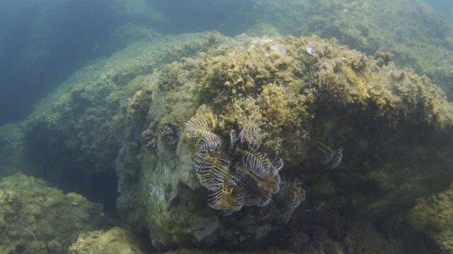 Feather duster worm colonies thriving on sunlit rocks, creating a vibrant underwater ecosystem