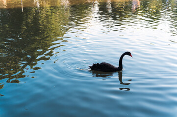 Black Swan in Motion swan water reflection tranquility urban © 瑞鑫 王