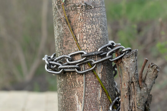 Massive metal chain wrapped around the tree.