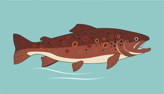 Detailed vector illustration of a brown trout or salmon swimming in pale blue water with abstract ripples below.