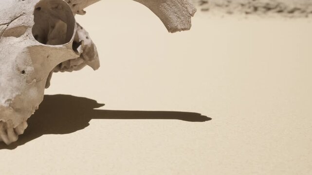 A skull is positioned on a flat surface. The light creates a shadow of the skull on the plain background. This scene takes place indoors under bright lighting.