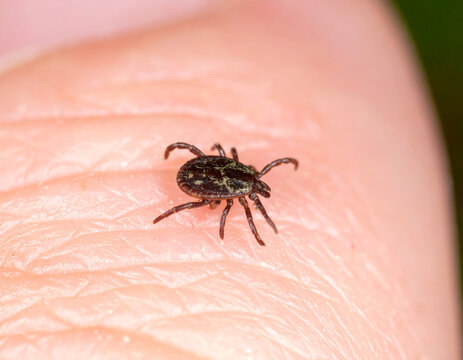 Tick crawling on human