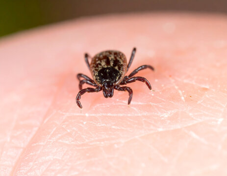 Tick crawling on human