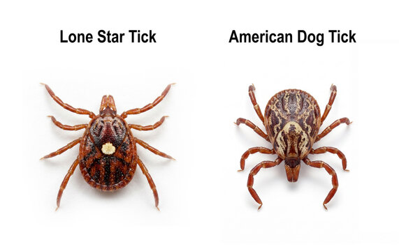 tick crawling on skin, tick on skin.