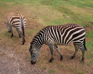 Zebra grazing in grassy field in wildlife park © DIEGOARMANDO