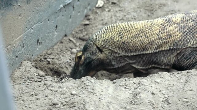 Komodo Dragon Resting and Sniffing the Ground in Close-Up