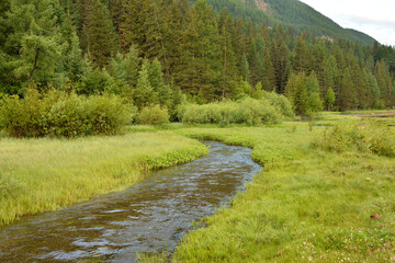 A small river with a winding narrow channel crosses a valley in the mountains on the edge of a dense coniferous forest on a cloudy summer morning. © Алексей Желтухин