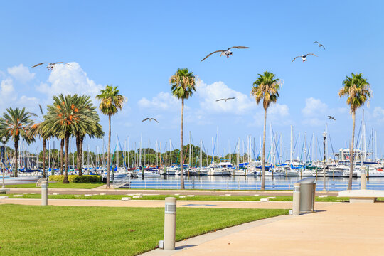 Bay with yachts and seagulls in St. Petersburg, Florida, USA