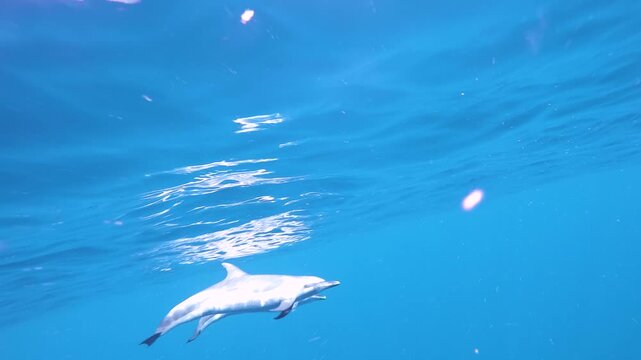 Pod of pantropical spotted dolphins swimming in clear blue water off the west coast of Oahu, Hawaii, in slow motion.
