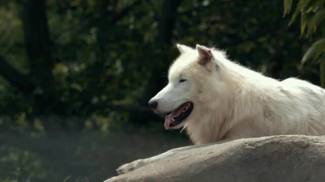 White Wolf Resting on Rock Tongue Out Close-Up