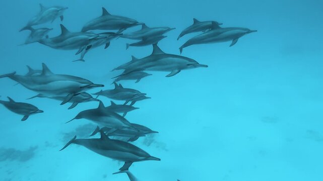 Pod of spinner dolphins swimming through crystal clear blue water in Egypt in slow motion.