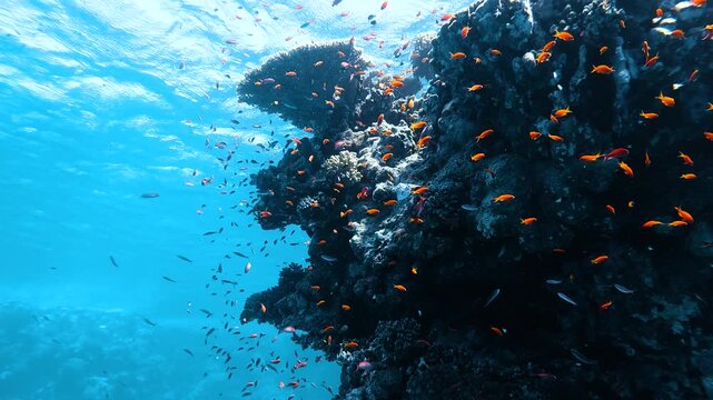 Vibrant coral reef with thousands of small colourful fish swimming in clear water in Egypt in slow motion.