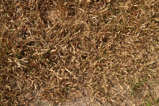 Top view texture of dry brown grass affected by severe drought, withered dead lawn background showing arid ground and climate impact