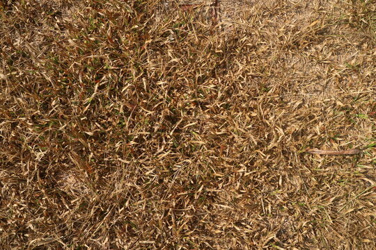 Texture of dried dead brown grass on a lawn scorched by summer heat and drought, showing parched soil and withered vegetation texture