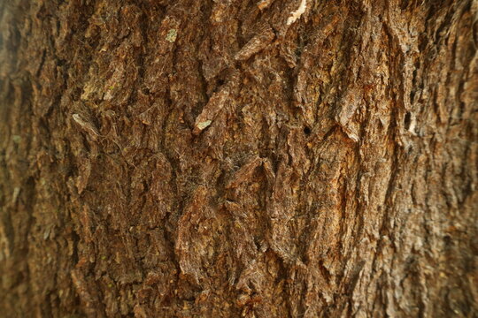 Rough natural brown tree bark texture showing weathered organic wooden details for background and abstract design concepts