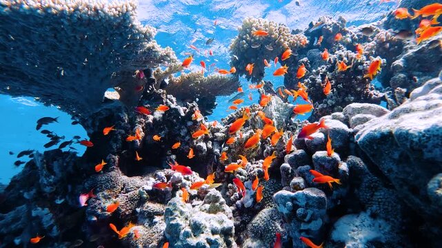 Vibrant coral reef with thousands of small colourful fish swimming in clear water in Egypt in slow motion.