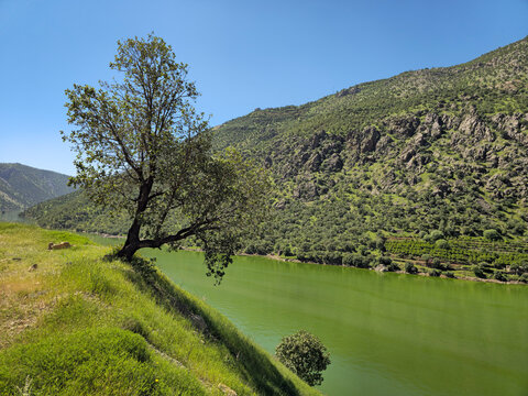 A leaning tree overlooks a winding green river beneath a rugged rocky mountain, its slopes dotted with orchards under a clear blue sky.
📍 Hawraman Takht, Kurdistan, Iran 