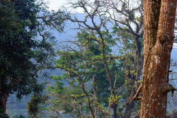 Fototapeta premium Looking through tree branches and rough bark toward foggy mountains in a dense wilderness forest