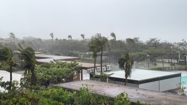 Powerful Hurricane Winds and Heavy Rain Batter Palm Trees and Buildings - Koinu