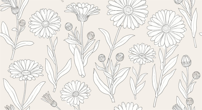 Elegant seamless pattern of hand drawn calendula flower outlines in vintage line art style on beige background.