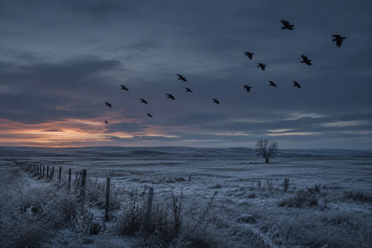 A flock of crows flying across a frost-covered winter field at dusk.