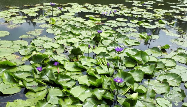 Purple Water Lilies Blooming in a Tropical Pond in Thailand