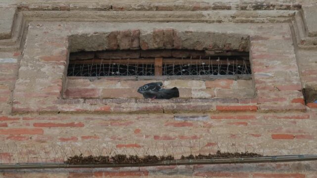 Pigeon brick building wall window opening where a bird rests on a ledge before flying away. Close-up low angle view of a historical red brick facade with anti-bird spikes, handheld static shot.