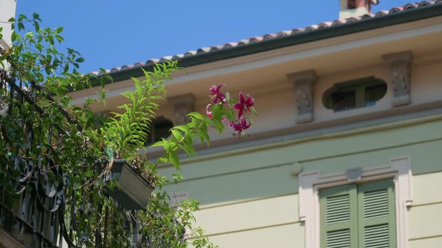 Pink lily balcony building facade with blooming flowers in a planter box, green window shutters and traditional roof under blue sky, handheld pan shot. Classic European house during summer.