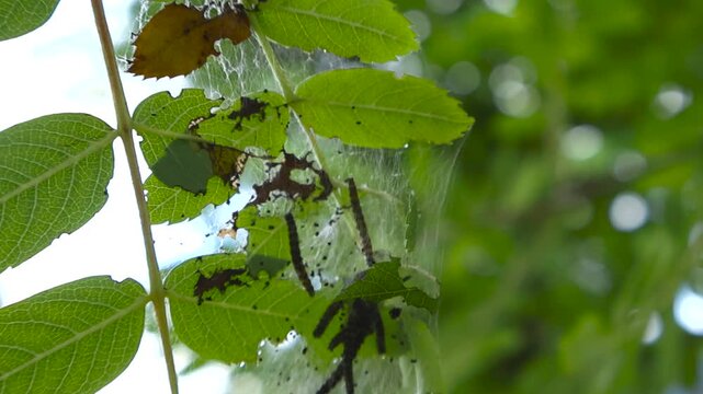 Numerous ermine moth caterpillars crawling and eating leaves within a large communal silk web built on a rowan ash tree, with a beautiful natural green bokeh background and selective focus