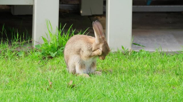 Small rabbit sits on green grass. It chews calmly, ears upright. Shadows fall near white pillars behind. Calm, curious moment captured. Ideal for nature, garden, or wildlife scenes