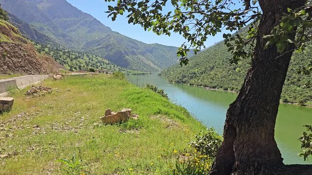 A thick, forked tree trunk rises from a wildflower-strewn slope overlooking a river that shifts from teal to emerald green.
📍 Hawraman Takht, Kurdistan, Iran 